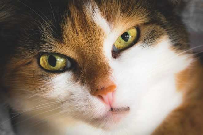 10 rzeczy, których powinien unikać opiekun kota. Większość futrzaków bardzo tego nie lubi