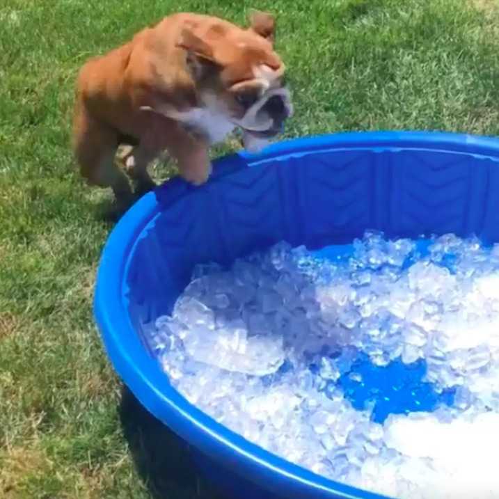 Uroczy bulldog skacze z radości, gdy widzi swój nowy basen pełen kostek lodu