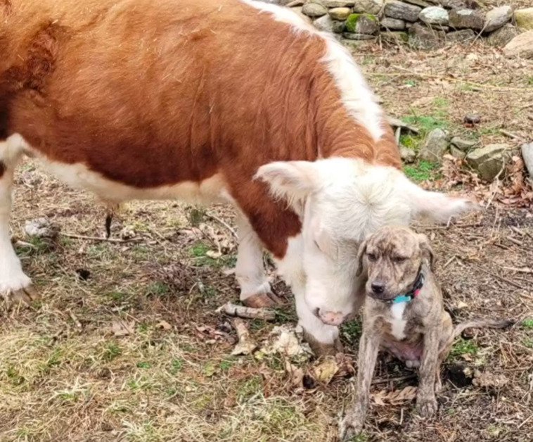 Mini krowa, którą odrzuciło własne stado, zostaje adoptowana przez grupę psów