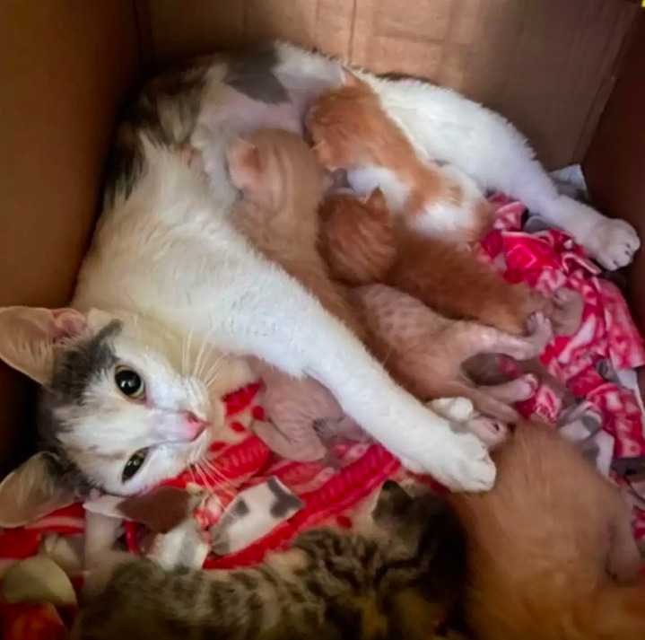 Kocia mama słyszy płacz osieroconych dzieci z innego pokoju i postanawia je wszystkie adoptować