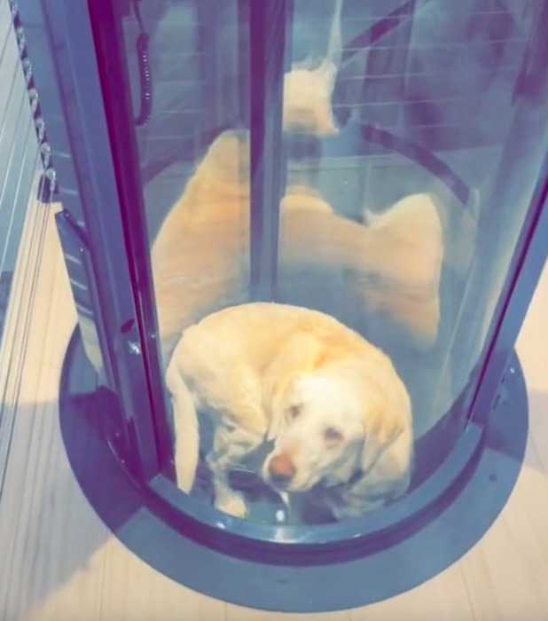 15-letni pies z dysplazją stawów biodrowych ma własną windę, aby mógł przemieszczać się po domu