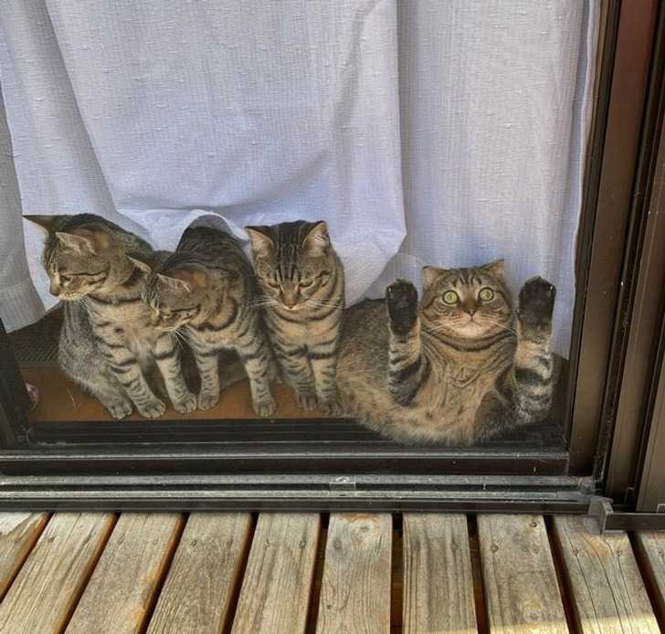 19 zdjęć, które udowadniają, że koty mają w nosie jakiekolwiek zasady