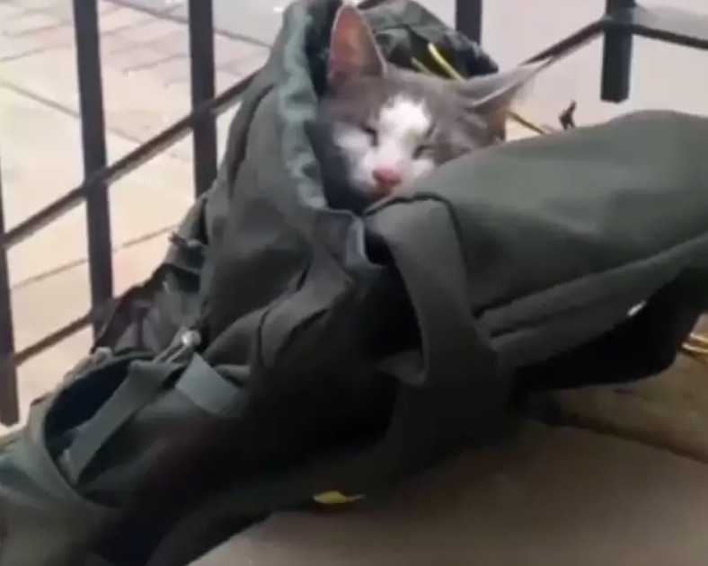 Chora kotka porzucona w ciasnym plecaku. Widok, który łamie serce