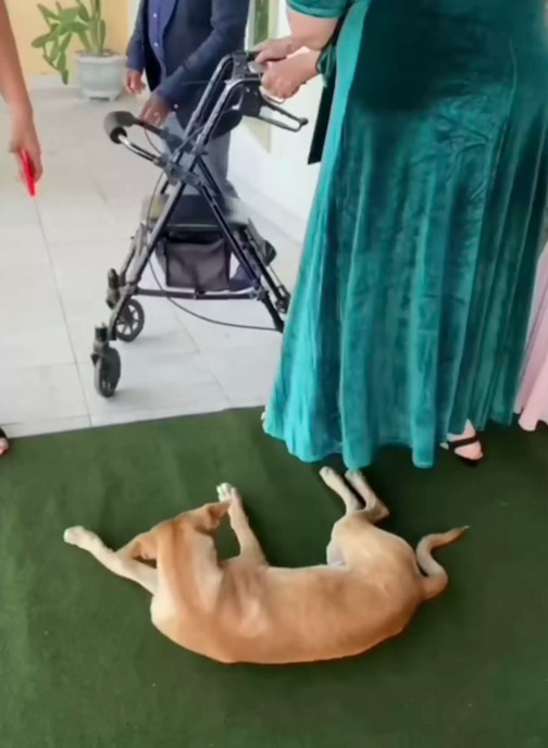 Bezdomny pies przedostaje się na ślub pary – i staje się częścią ich rodziny