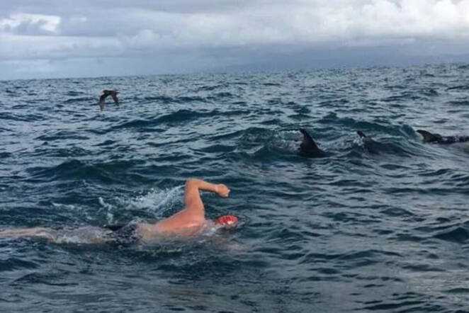 Delfiny ratują pływaka przed 2-metrowym rekinem. Utworzyły wokół niego pierścień ochronny