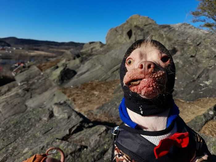 15 najbardziej głupkowatych zdjęć psów, jakie kiedykolwiek widzieliśmy