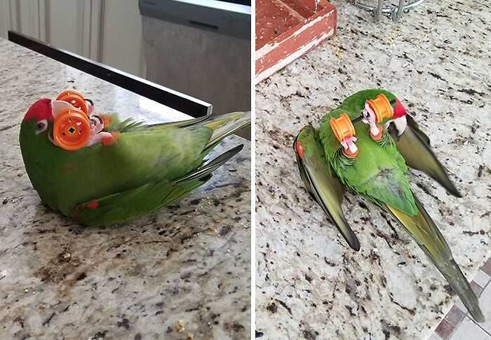 15 zdjęć, które udowadniają, że papugi to jedne z najśmieszniejszych zwierzaków tej planety