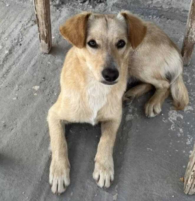 Poznała w Grecji bezdomnego psa. Futrzak odmówił opuszczenia jej boku, dopóki go nie adoptowała