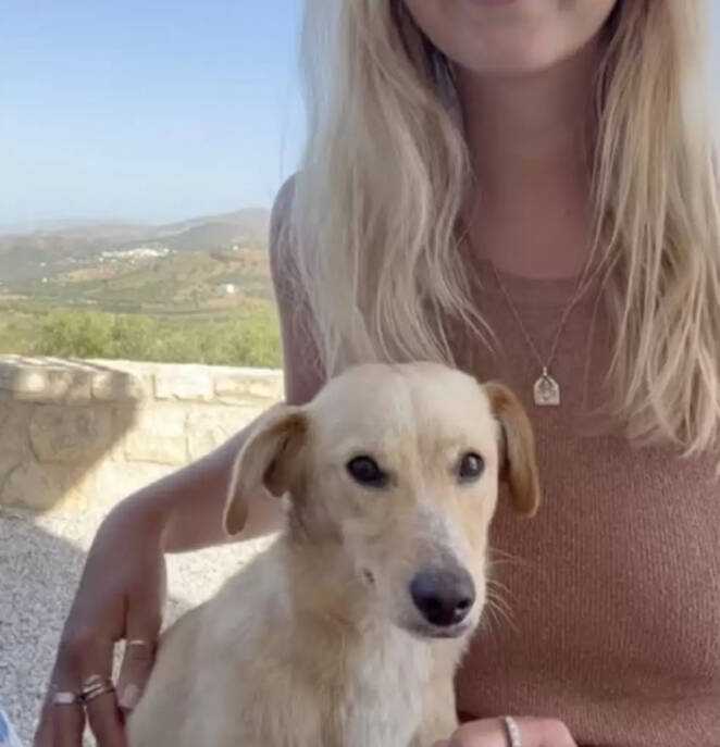 Poznała w Grecji bezdomnego psa. Futrzak odmówił opuszczenia jej boku, dopóki go nie adoptowała