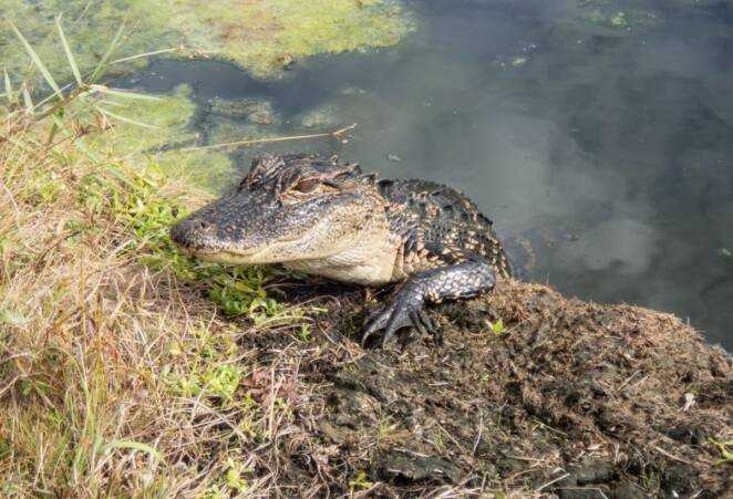 Starsza kobieta zabita przez 3-metrowego aligatora. Wpadła do stawu, gdzie czaił się zwierzak