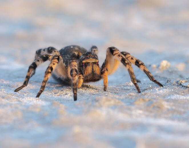 Tarantula ukraińska dotarła do Polski. Agresywny pająk, którego jad paraliżuje ofiarę